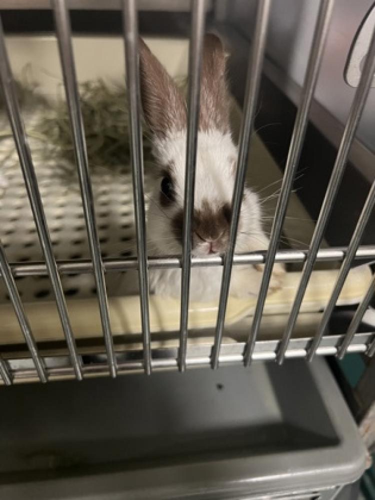 Shelter Stray Male Domestic rabbit last seen Herndon- 13305 Alken pl, Fairfax County, VA, Fairfax, VA 22032