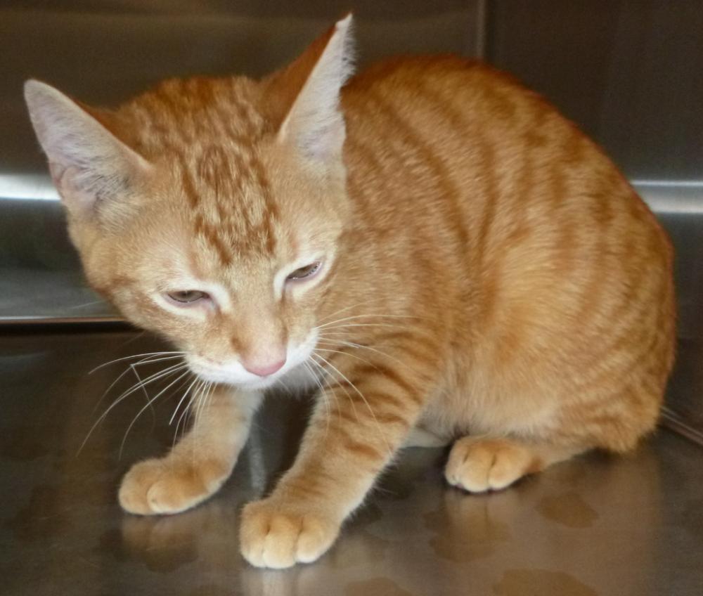 Shelter Stray Male Cat last seen LAFAYETTE, LA, 70501, Lafayette, LA 70507