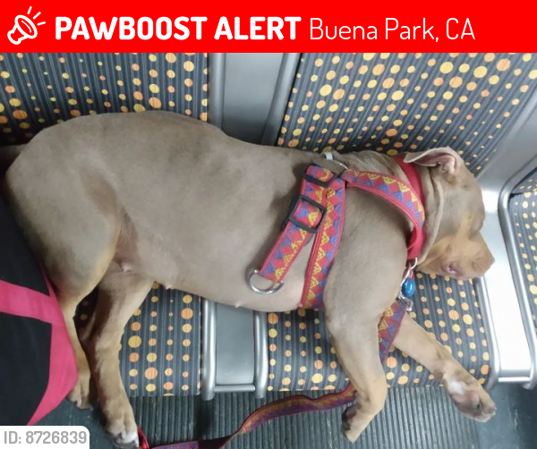Lost Female Dog last seen S Beach Blvd & Lincoln Ave, Buena Park, CA 90620