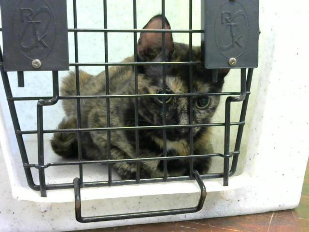 Shelter Stray Female Cat last seen NEAR CRIDDLE ST- 3DAYS, Murfreesboro, TN 37129