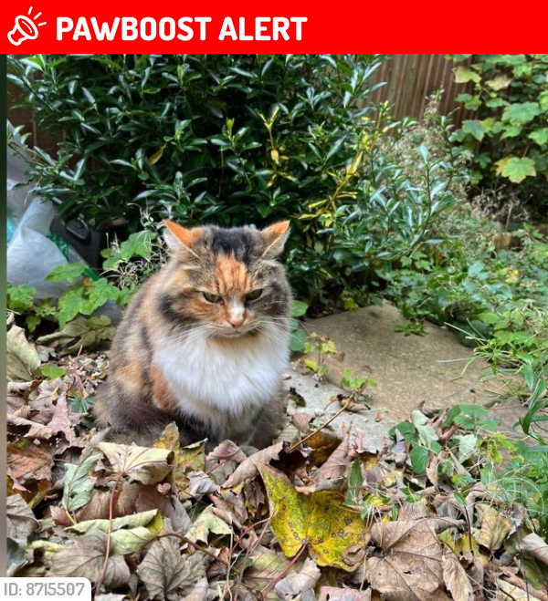 Lost Female Cat last seen LU5 6QU, Greater London, England E16 3RE