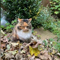 Lost Female Cat last seen LU5 6QU, Greater London, England E16 3RE