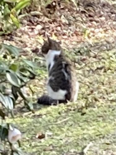 Found/Stray Unknown Cat last seen NE Garden Rd & Prairie Madison FL, Madison County, FL 32340