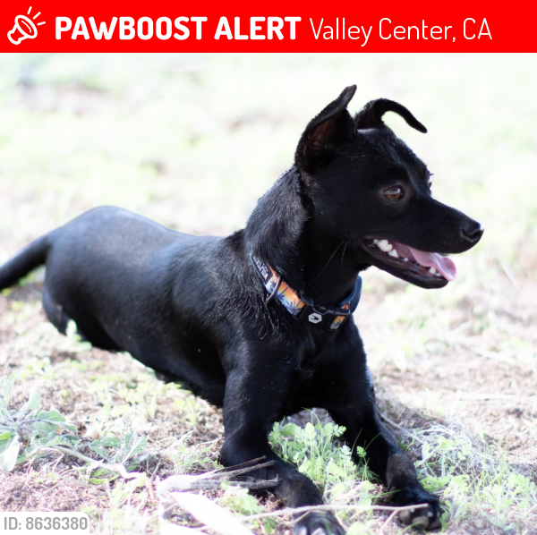 Lost Female Dog last seen Cole Grade Rd by Solar Field, Valley Center, CA 92082