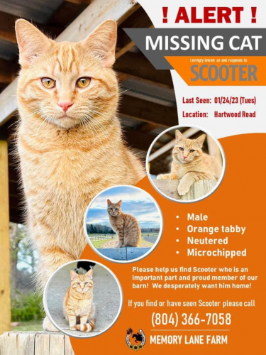 Lost Male Cat last seen Hartwood Rd and Shackleton Rd, Stafford County, VA 22406