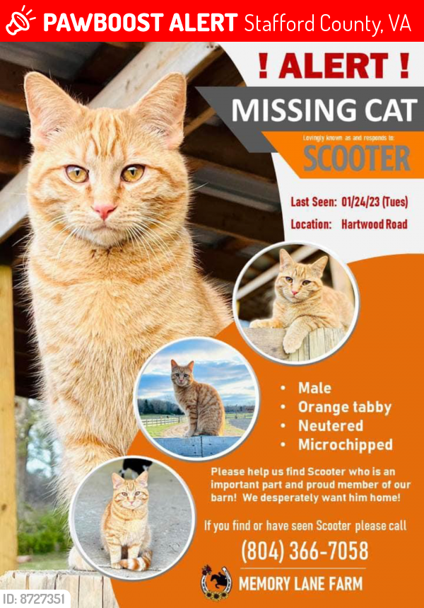 Lost Male Cat last seen Hartwood Rd and Shackleton Rd, Stafford County, VA 22406