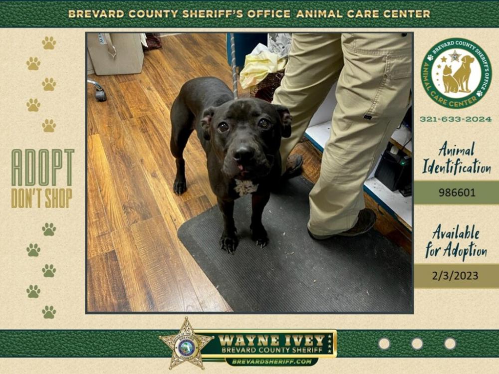 Shelter Stray Female Dog last seen S Courtnay Parkway, MERRITT ISLAND, FL, 32953, Eau Gallie, FL 32934