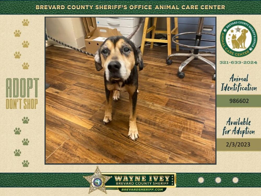 Shelter Stray Female Dog last seen S Courtnay Parkway, MERRITT ISLAND, FL, 32953, Eau Gallie, FL 32934