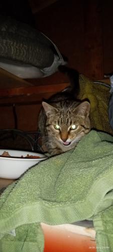 Found/Stray Unknown Cat last seen 111th lane NW  and Hanson blvd , Coon Rapids, MN 55448