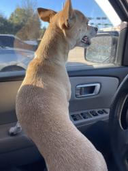 Reunited Female Dog last seen Grovewood Park, Texas 77385, USA, Montgomery County, TX 77385