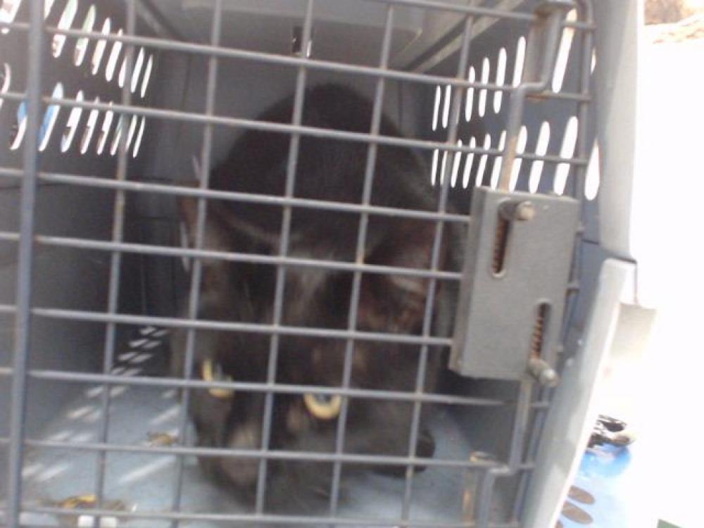 Shelter Stray Male Cat last seen Near BLOCK ANN ST, RENO NV 89506, Reno, NV 89502