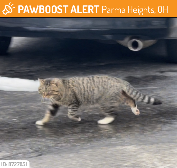Found/Stray Unknown Cat last seen Mystic Creek apmts Parking Lot, Parma Heights, OH 44130