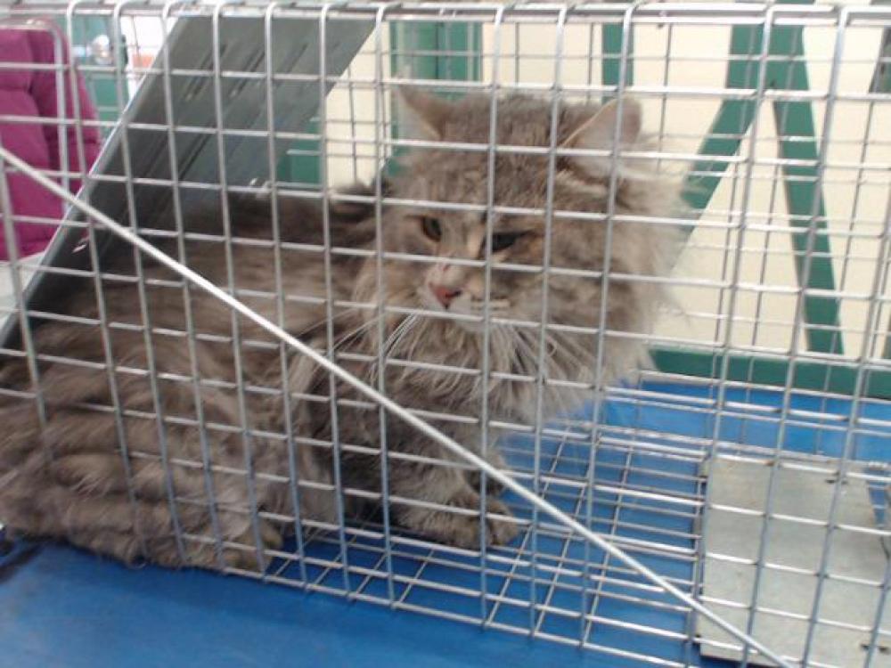 Shelter Stray Unknown Cat last seen Near BLOCK CAPITOL HILL AVE, RENO NV 89502, Reno, NV 89502