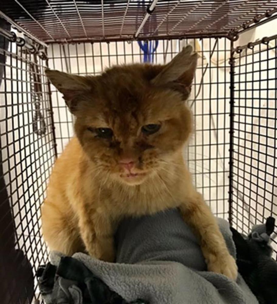 Shelter Stray Male Cat last seen UNDERWOOD/ CASCADE, Hayward, CA 94544