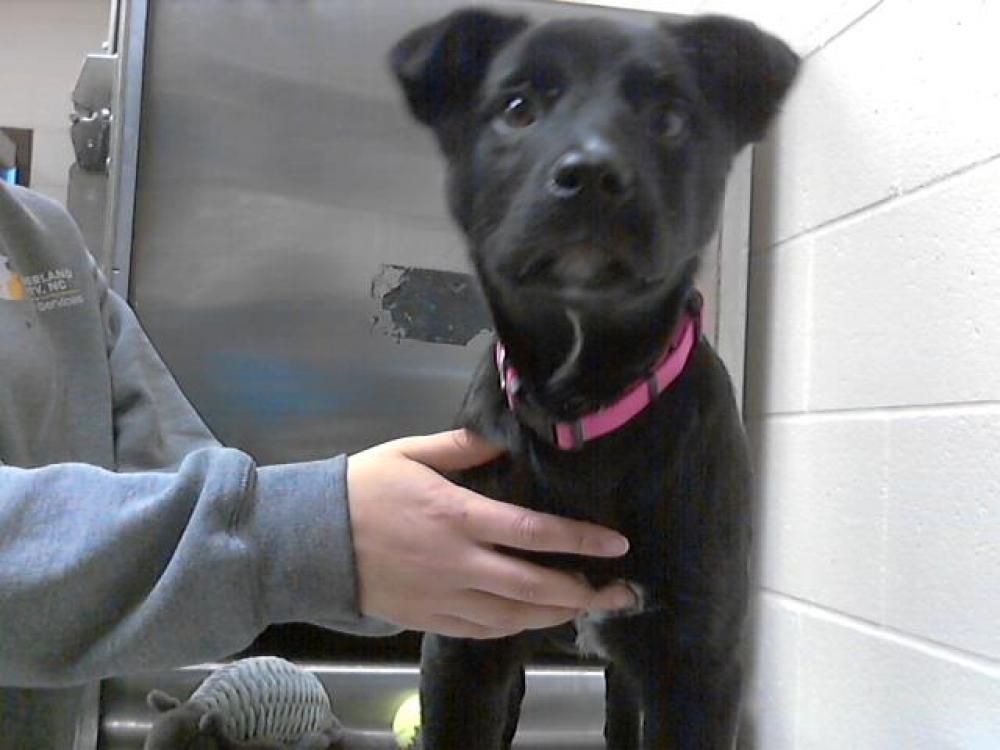 Shelter Stray Female Dog last seen Near HASTINGS DR, FAYETTEVILLE NC 28311, Fayetteville, NC 28306