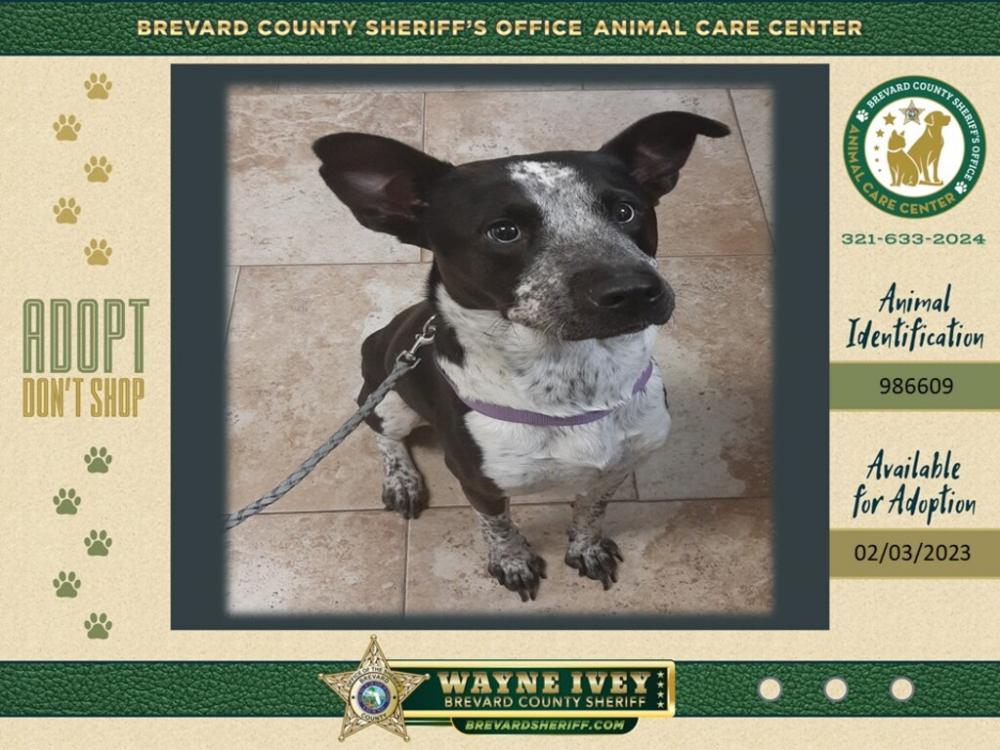 Shelter Stray Female Dog last seen Near Devoe Avenue, TITUSVILLE, FL, 32780, Eau Gallie, FL 32934