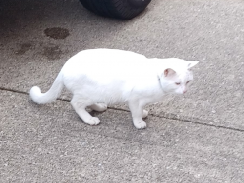 Found/Stray Male Cat last seen 12th Street, N. W. Next to Printz Florist and Mr. Mulch, Canton, OH 44708