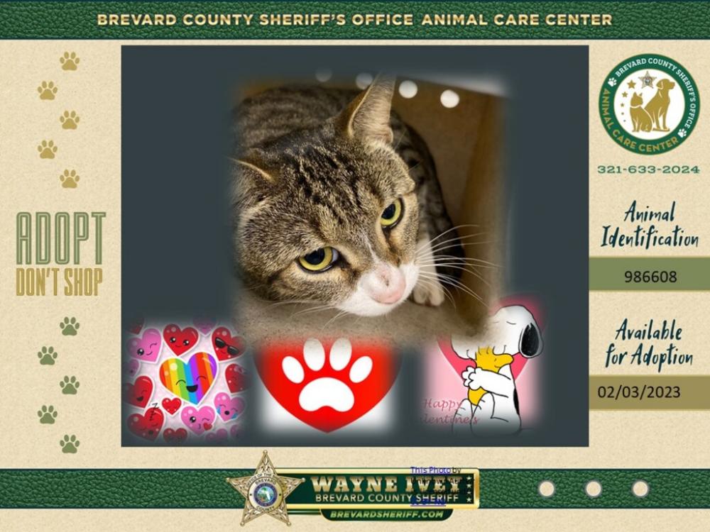 Shelter Stray Male Cat last seen Near Sharpes Lake Avenue, COCOA, FL, 32926, Eau Gallie, FL 32934