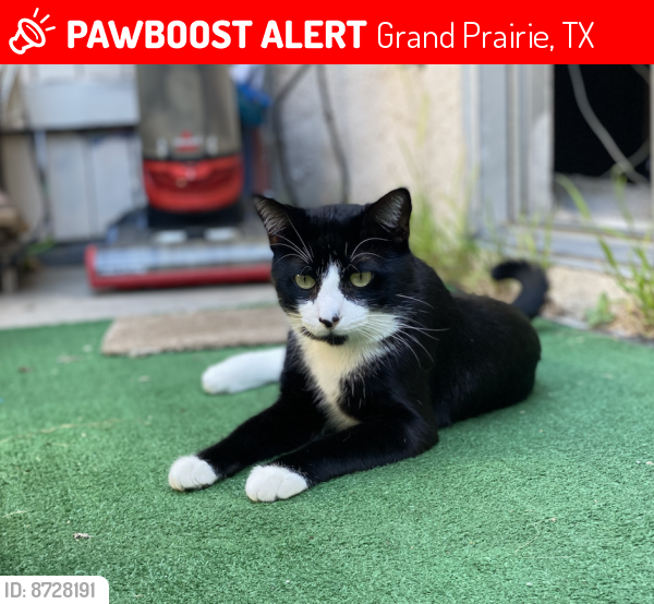Lost Male Cat last seen Rose Garden apmts, Garden Grove , Grand Prairie, TX 75051