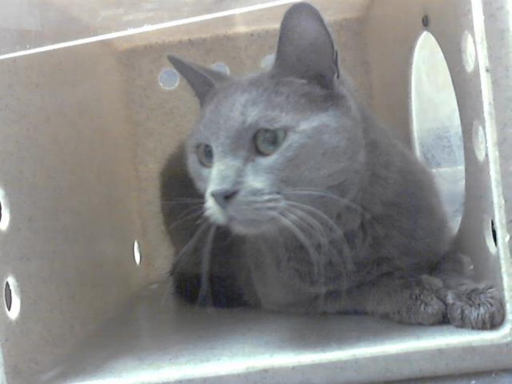 Shelter Stray Female Cat last seen , Fayetteville, NC 28306