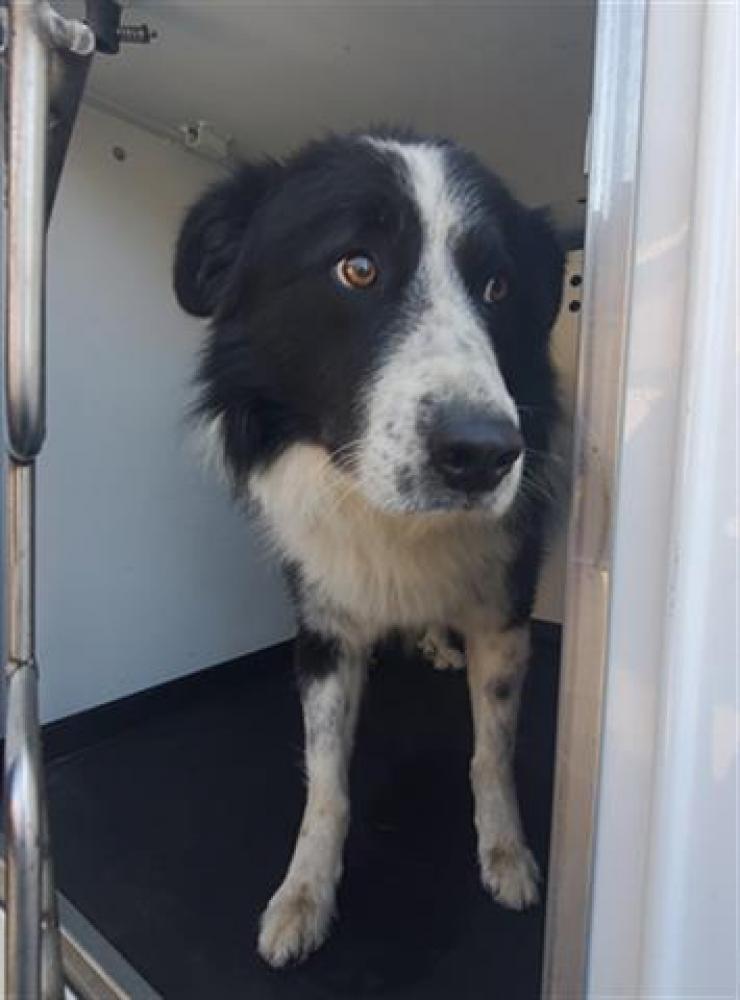 Shelter Stray Male Dog last seen Near BLK ASHE RD , BAKERSFIELD CA, Bakersfield, CA 93307