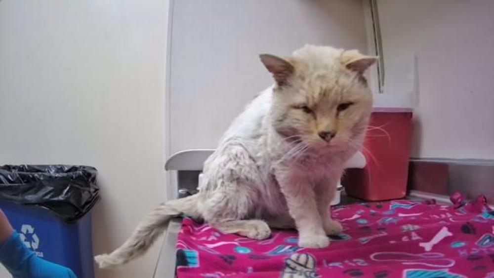 Shelter Stray Male Cat last seen Near BLOCK BUTLER ST, RENO NV 89512, Reno, NV 89502