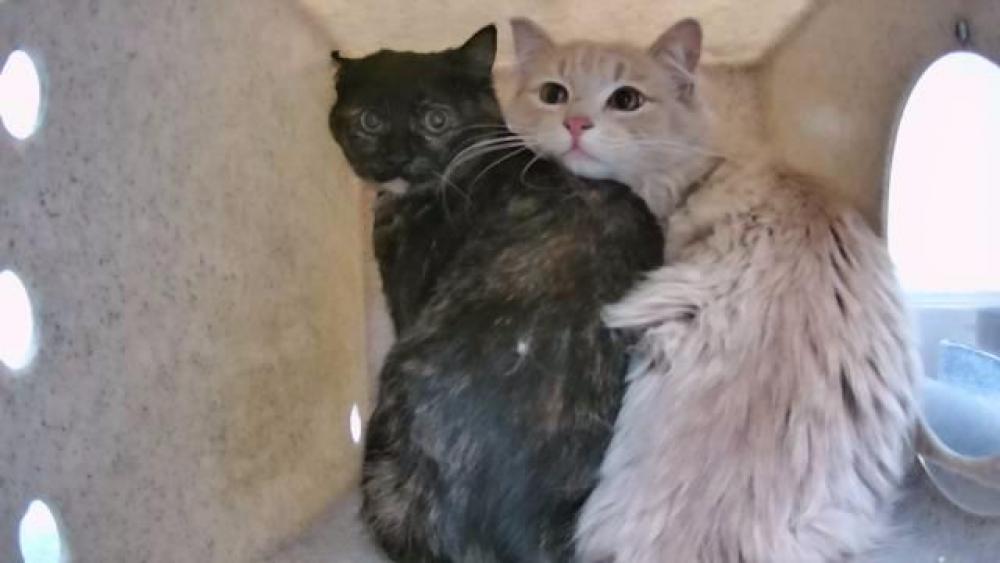 Shelter Stray Male Cat last seen Near BLOCK CAPITOL HILL AVE, RENO NV 89502, Reno, NV 89502