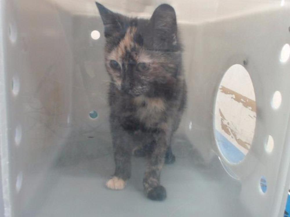 Shelter Stray Female Cat last seen Near BLOCK SULLIVAN LN, SPARKS NV 89431, Reno, NV 89502
