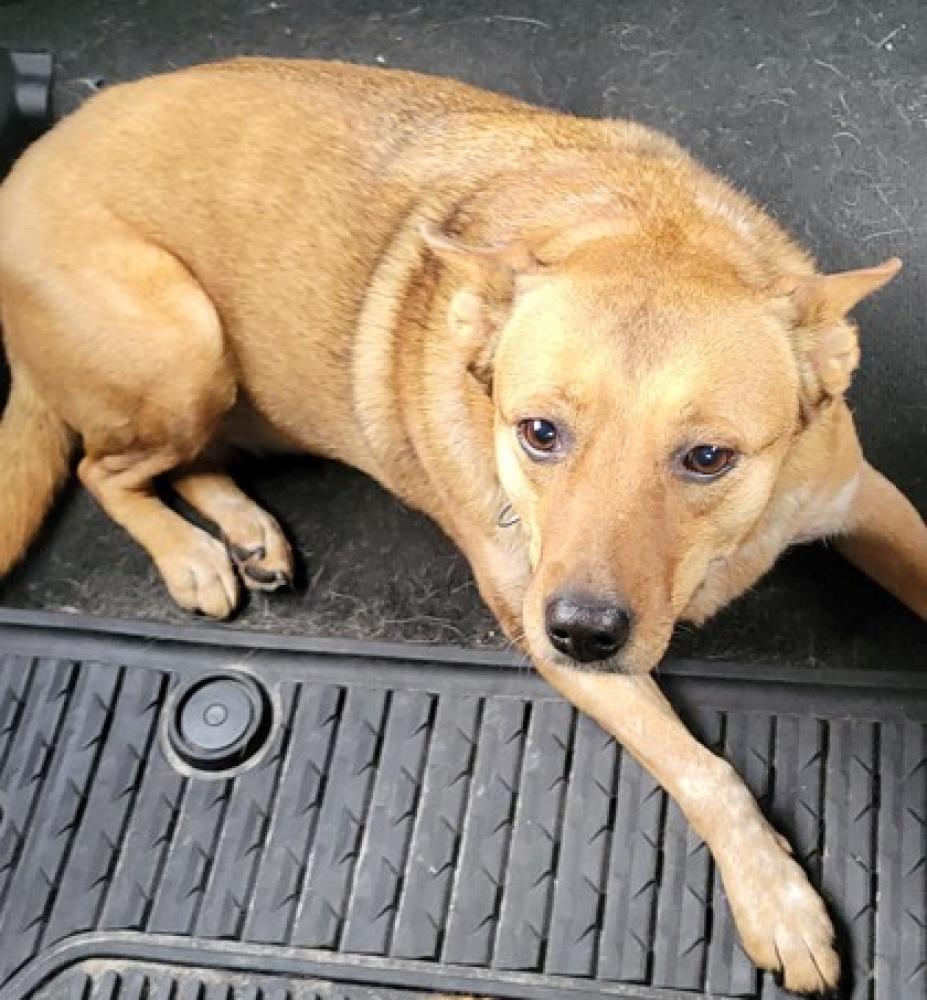 Shelter Stray Female Dog last seen Citrus Springs, FL , Inverness, FL 34450