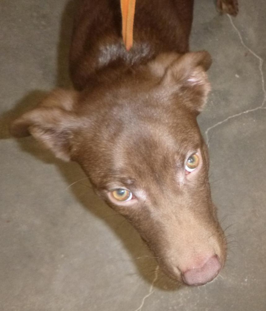 Shelter Stray Male Dog last seen Near N. Dugas Road, LAFAYETTE, LA, 70504, Lafayette, LA 70507