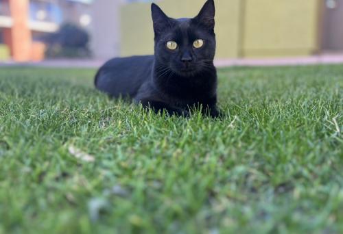 Lost Female Cat last seen Guadalupe and Greenfield, Gilbert, AZ 85234