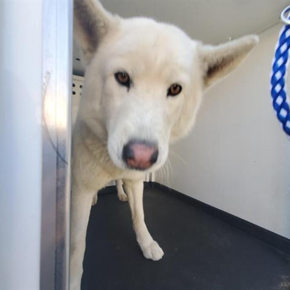 Shelter Stray Male Dog last seen Near BLK WHIRLWIND DR, BAKERSFIELD CA, Bakersfield, CA 93307