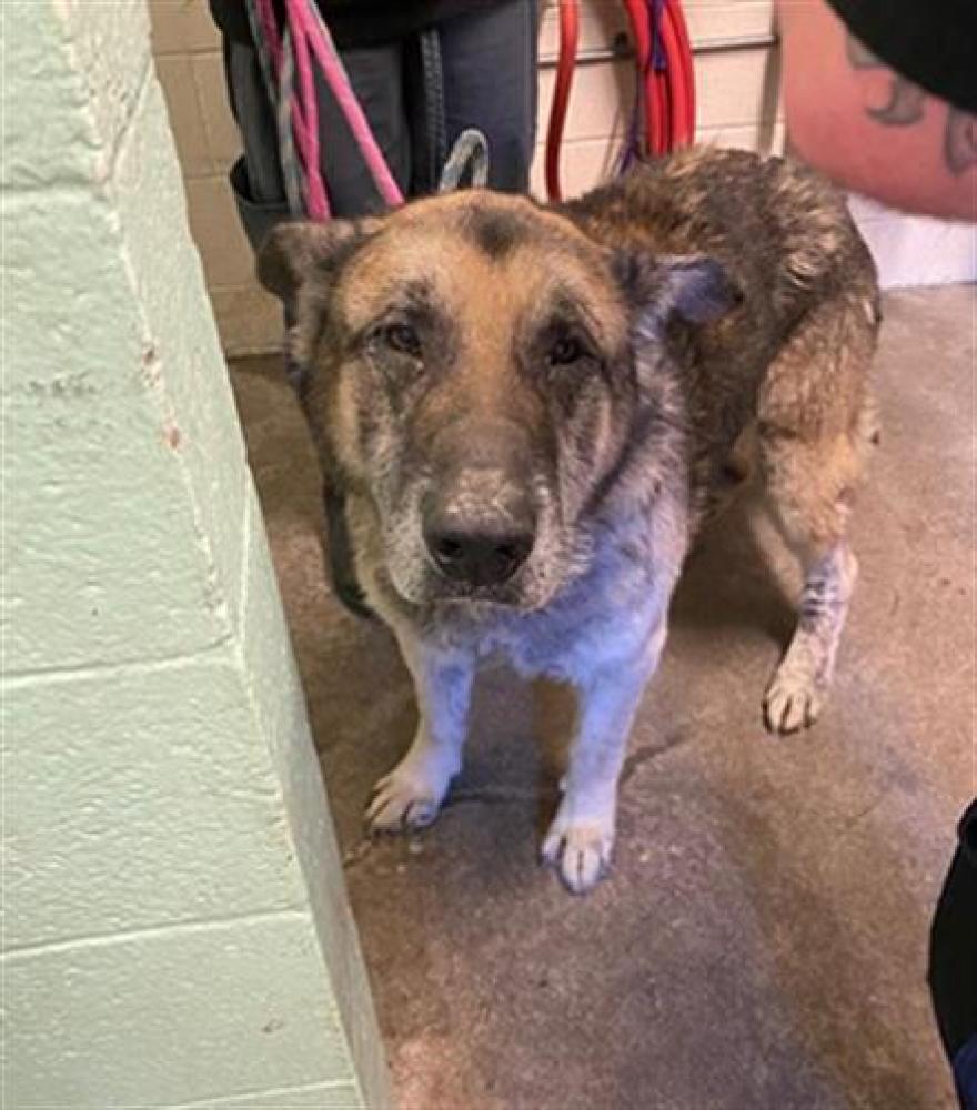 Shelter Stray Male Dog last seen P ST & 7TH ST, Sacramento, CA 95818