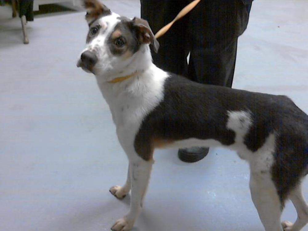 Shelter Stray Male Dog last seen Near S COOL SPRING ST, FAYETTEVILLE NC 28301, Fayetteville, NC 28306