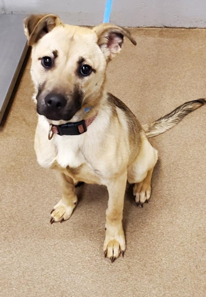 Shelter Stray Female Dog last seen Anderson, SC 29625, Anderson, SC 29622