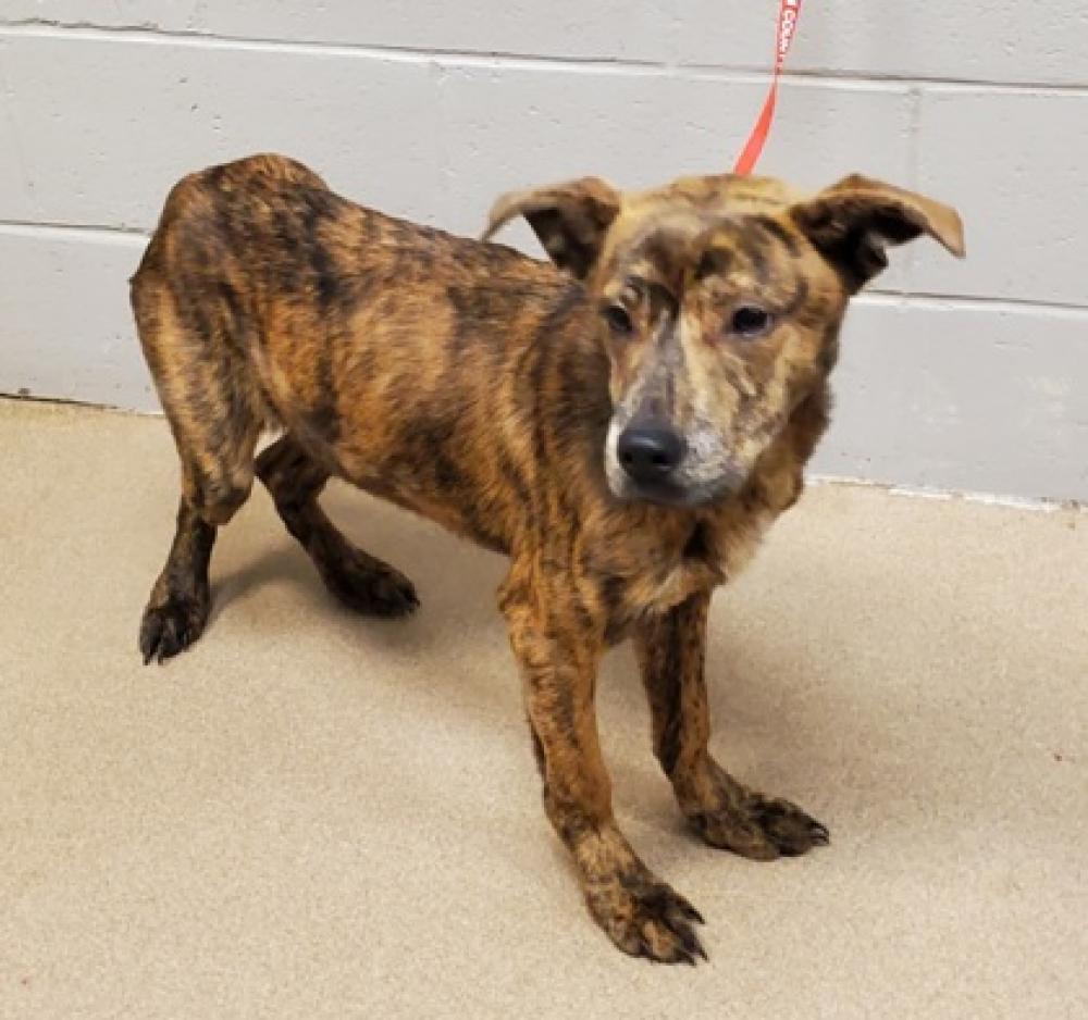 Shelter Stray Male Dog last seen Anderson, SC 29625, Anderson, SC 29622