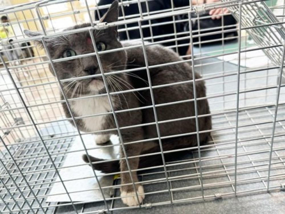 Shelter Stray Male Cat last seen Near 68th Ave 94605, Oakland, CA, Oakland, CA 94601