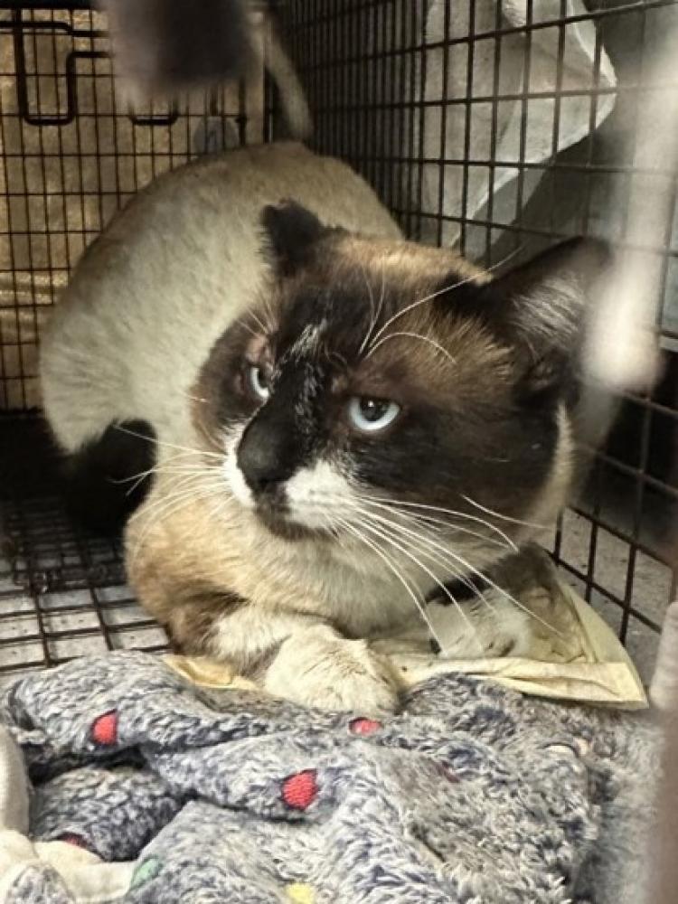 Shelter Stray Male Cat last seen Near Malat St 94601, Oakland, CA, Oakland, CA 94601