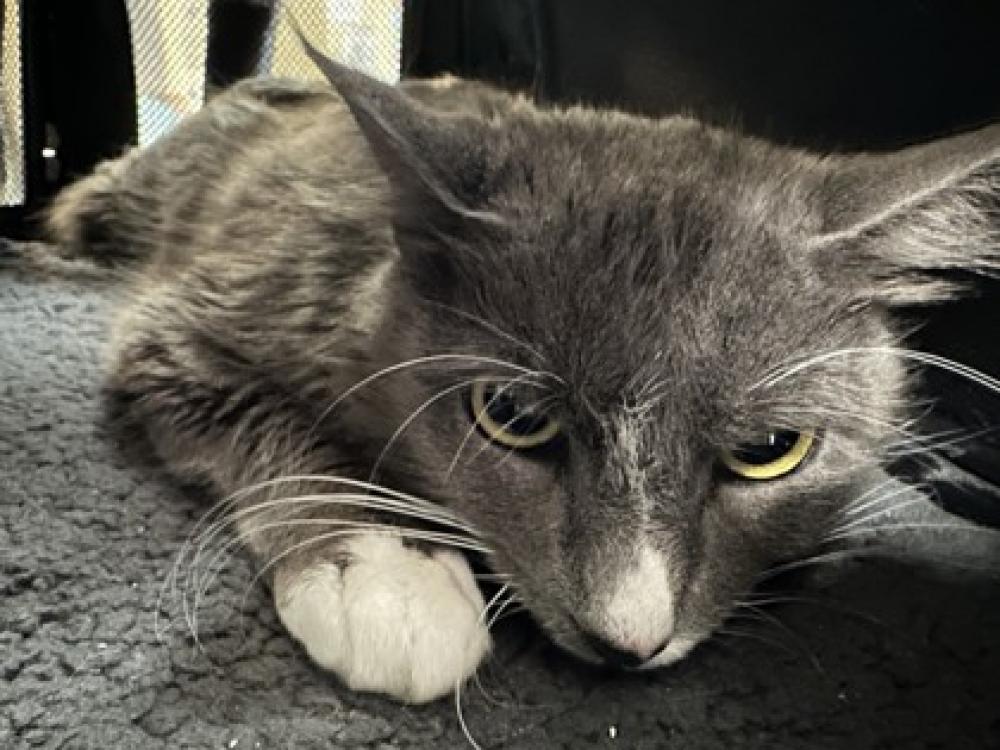 Shelter Stray Female Cat last seen Near 26th St 94612, Oakland, CA, Oakland, CA 94601