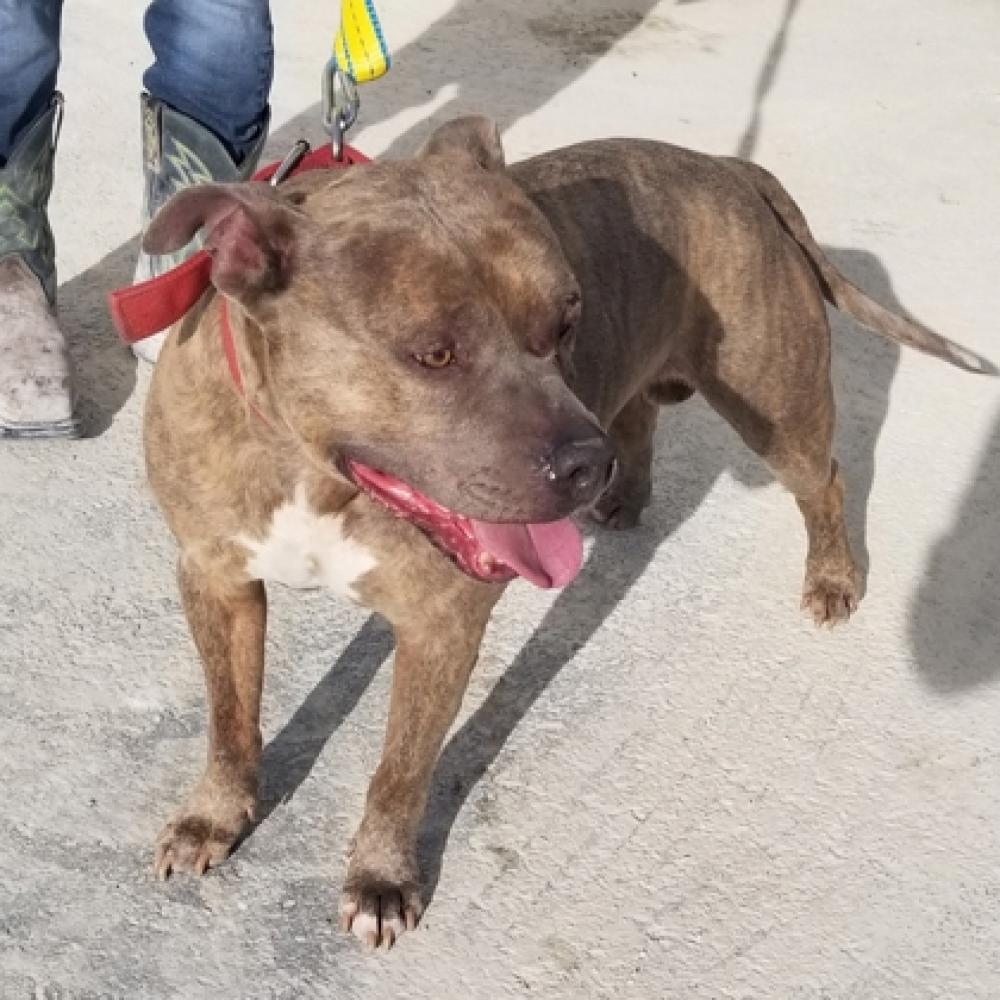 Shelter Stray Male Dog last seen I-85, NC , Gastonia, NC 28052