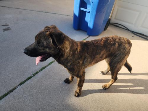 Found/Stray Male Dog last seen Hardy and Guadalupe, Tempe, AZ 85283