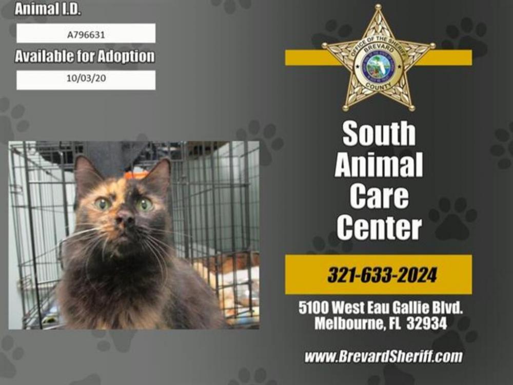 Shelter Stray Female Cat last seen PALM BAY, FL, 32909, Eau Gallie, FL 32934