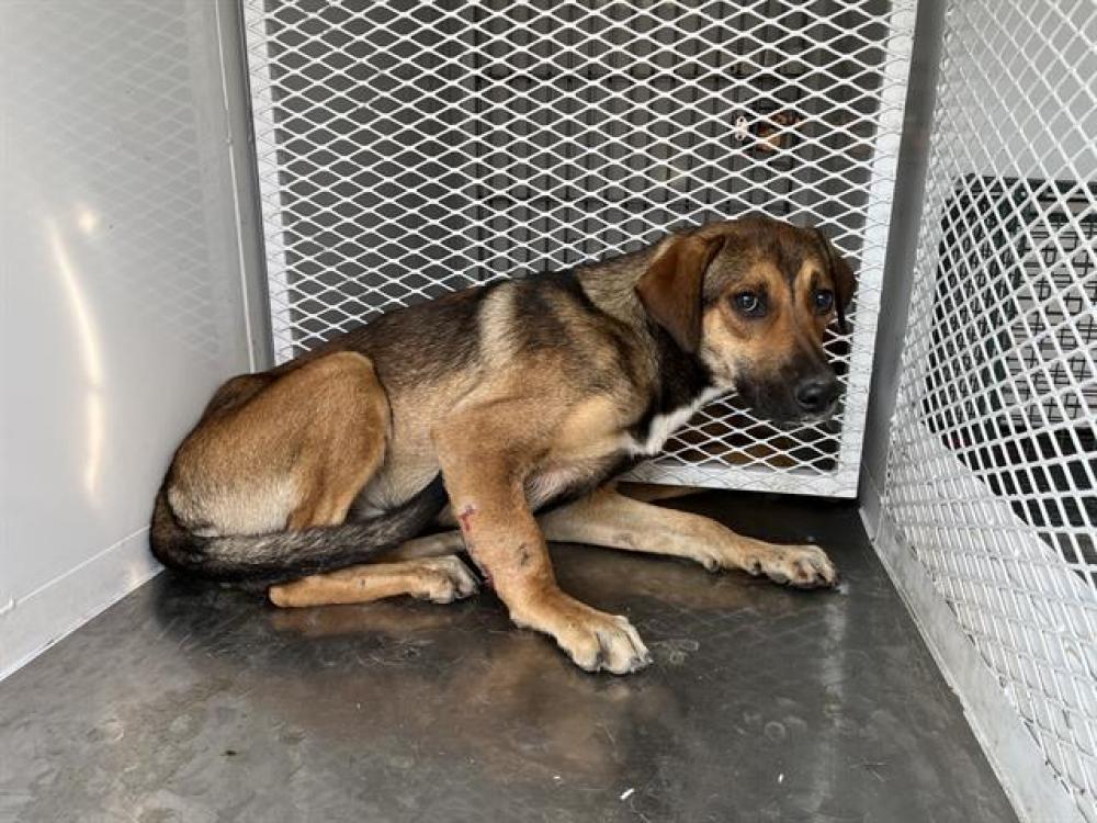 Shelter Stray Male Dog last seen Near BLOCK CANAL ST, BAKERSFIELD CA 93306, Bakersfield, CA 93308