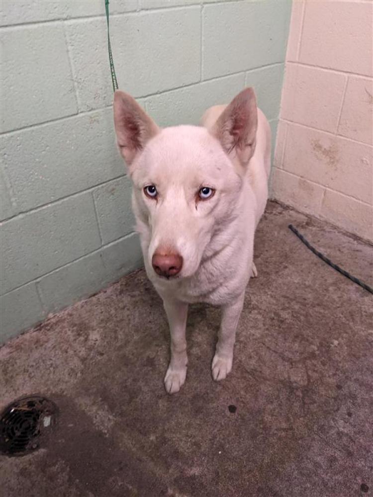 Shelter Stray Female Dog last seen EXPO PKWY & LEISURE LN, Sacramento, CA 95818
