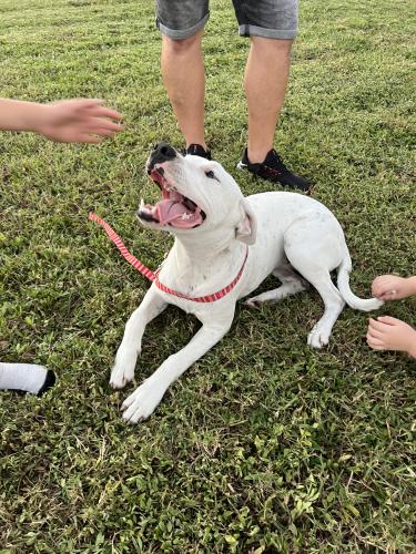 Lost Female Dog last seen Lee st, Lehigh Acres, FL 33971