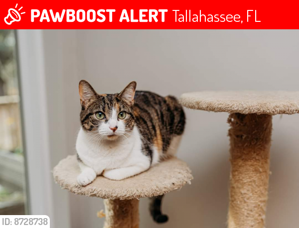 Lost Female Cat last seen Groveland Hills & Buck Lake, Tallahassee, FL 32317