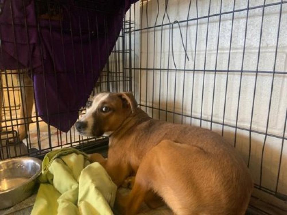Shelter Stray Male Dog last seen Near E CROWN, 70811, LA, Baton Rouge, LA 70820