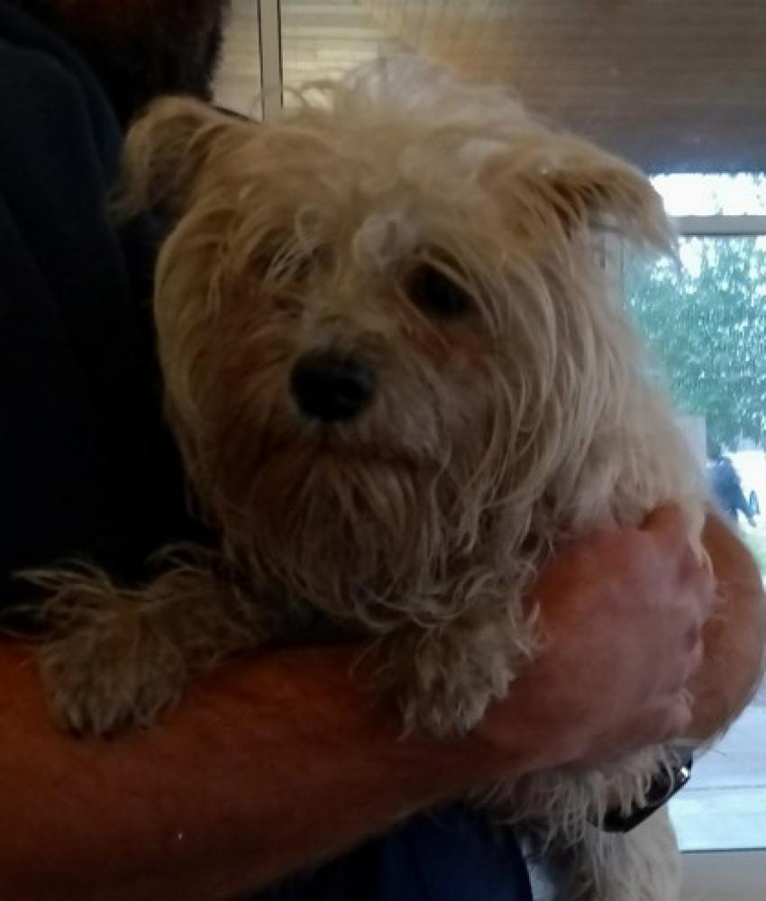 Shelter Stray Unknown Dog last seen Round Rock, TX 78664, Georgetown, TX 78626