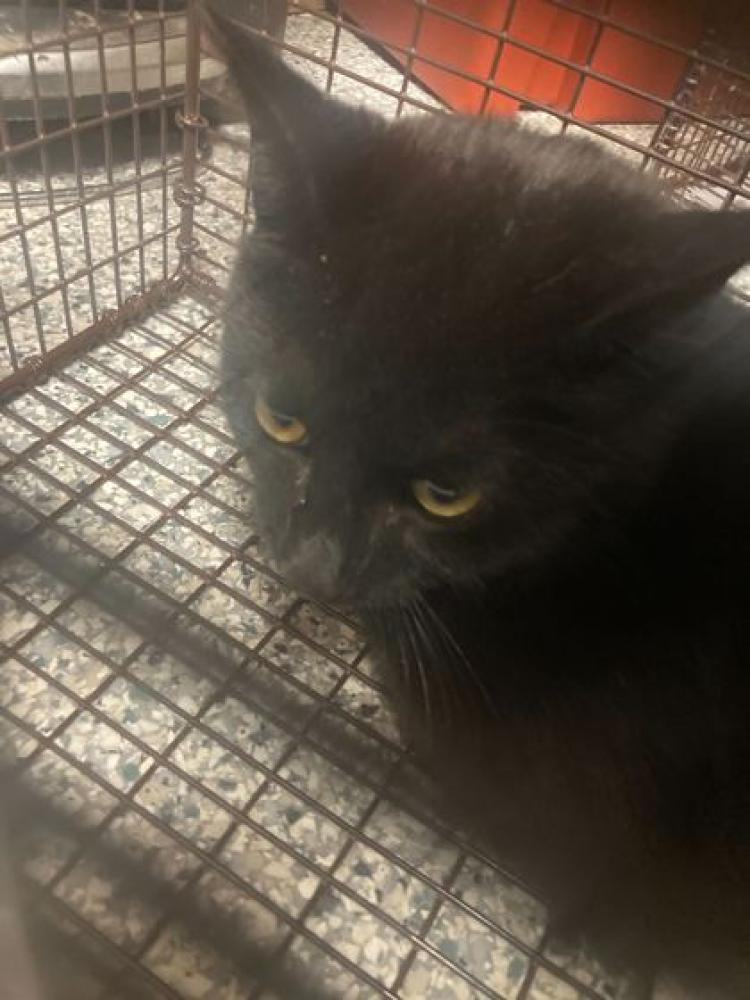 Shelter Stray Male Cat last seen Knoxville, TN 37920, Knoxville, TN 37919