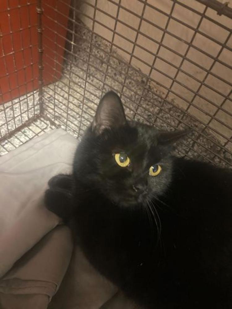 Shelter Stray Female Cat last seen Knoxville, TN 37920, Knoxville, TN 37919